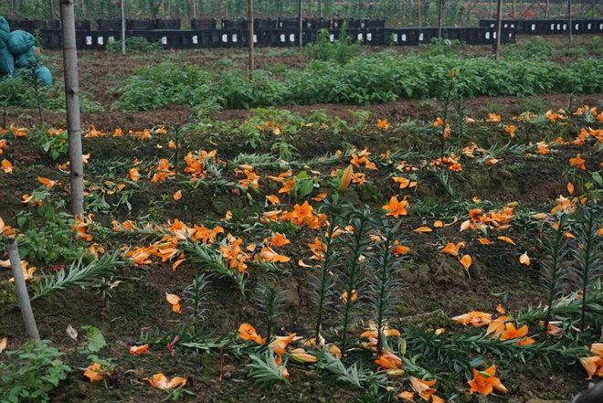 Hà Nội: Nông dân Tây Tựu ngậm ngùi nhìn hoa ly tàn đúng lúc tăng giá